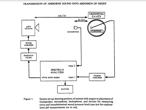 Transmission of airborne sound into abdomen of sheep